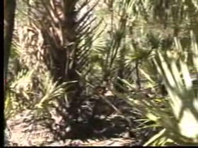 Derrcik Davenport -Return to Mongoro Bend