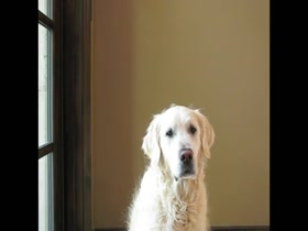 Muscular man and his dog arm wrestling