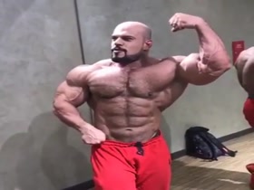 The Arabian Stallion Posing