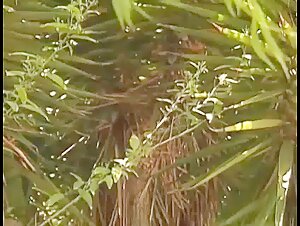 Pro Vintage Butt BB David Maldonado Shower